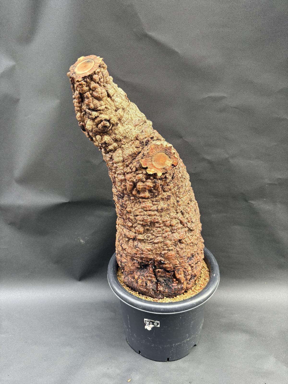 オペルクリカリア パキプス 注文 大株 発根株 訳あり オペルクリアリア