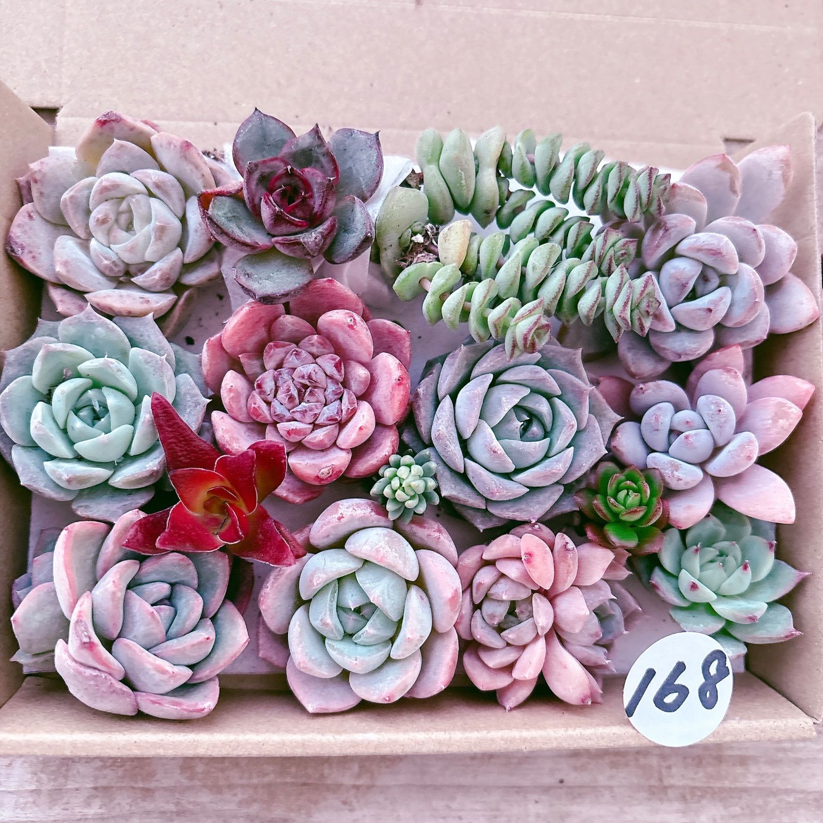 168 多肉植物寄せ植えセット - メルカリ