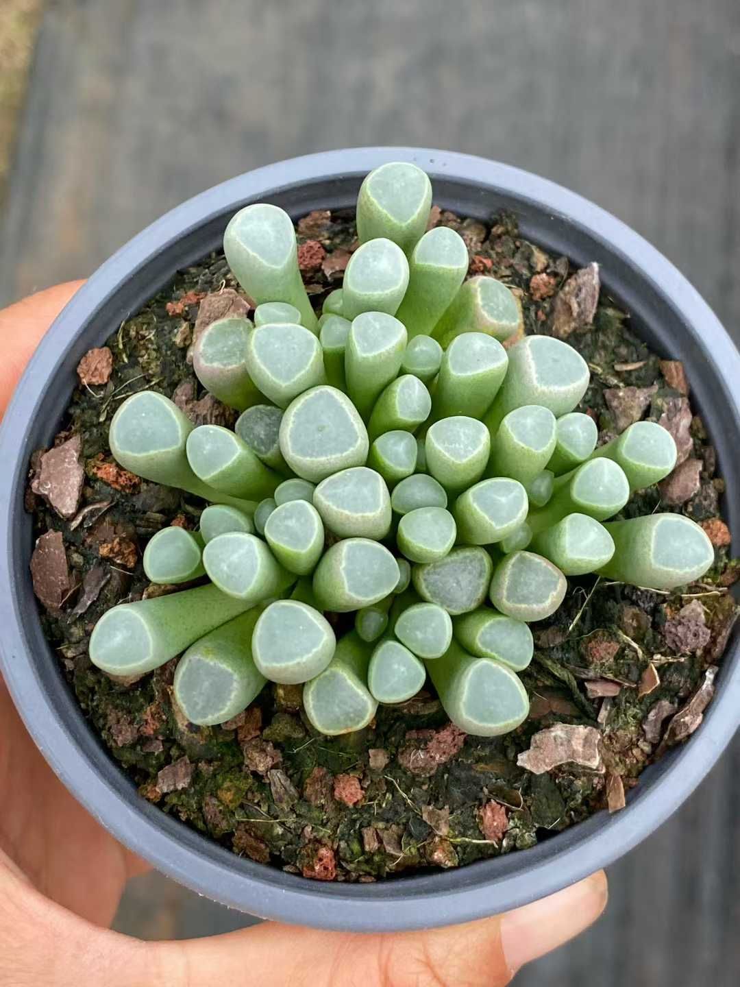 24鉢の土鉢付きセット 五十鈴玉 多肉植物 佐川急便発送 エケベリア 韓国苗 QS 1208