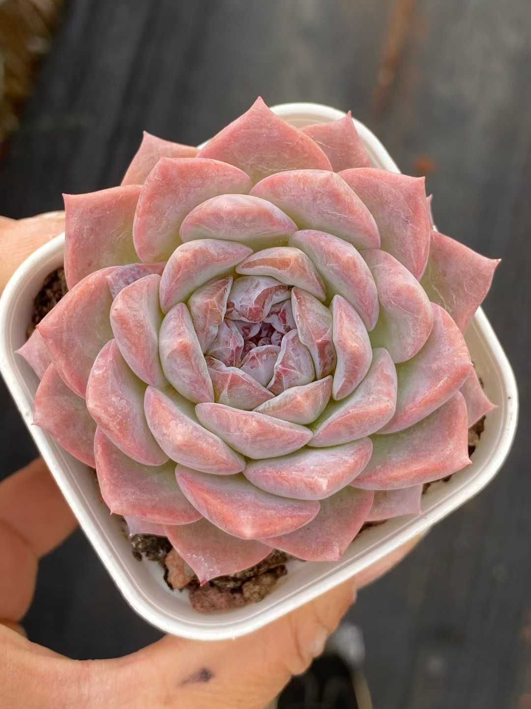 50株の抜き苗セット パープルクリスタル 多肉植物 佐川急便発送 エケベリア 韓国苗 QS 1196