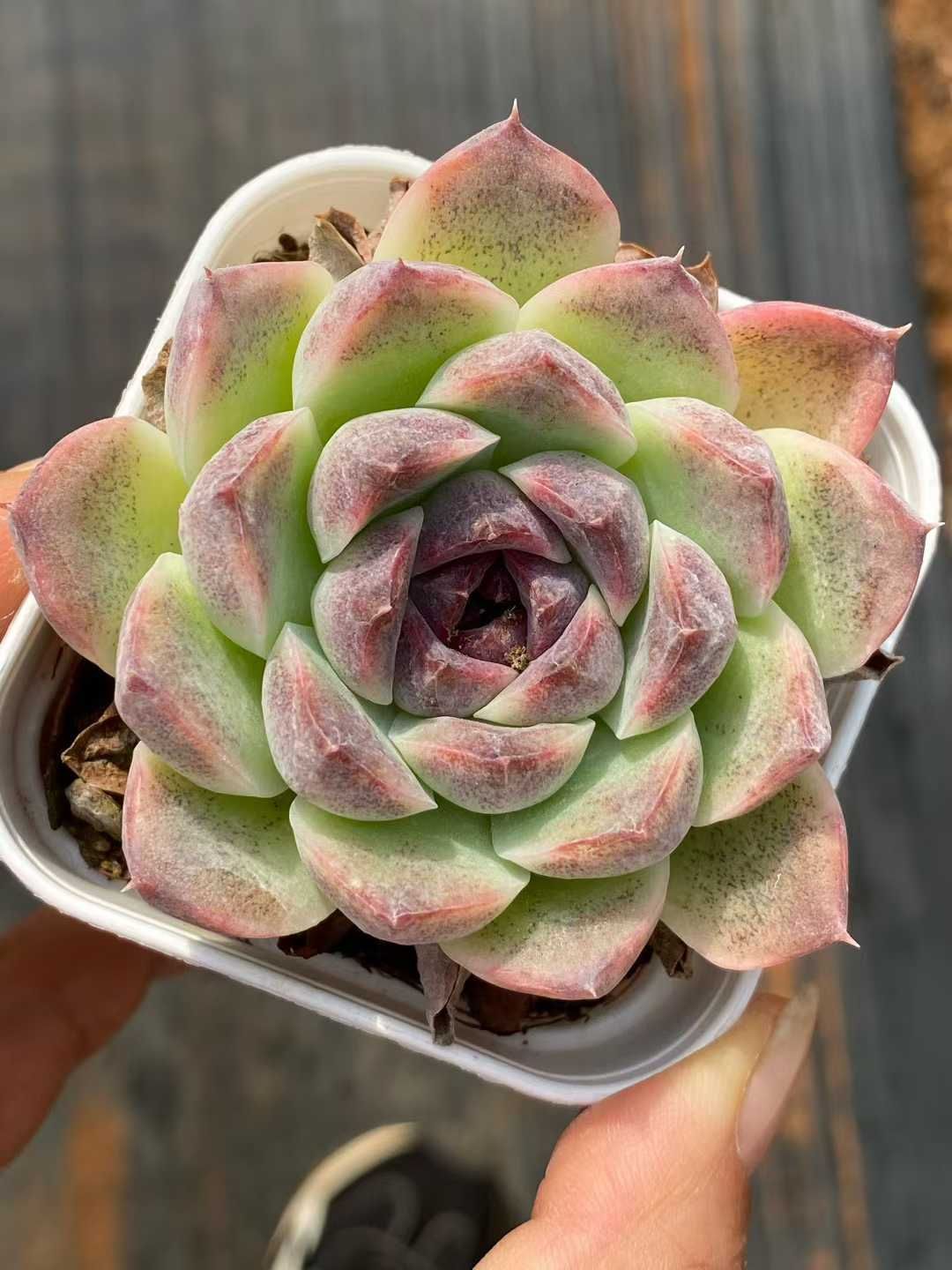 50株の抜き苗セット パープルクリスタル 多肉植物 佐川急便発送 エケベリア 韓国苗 QS 1198