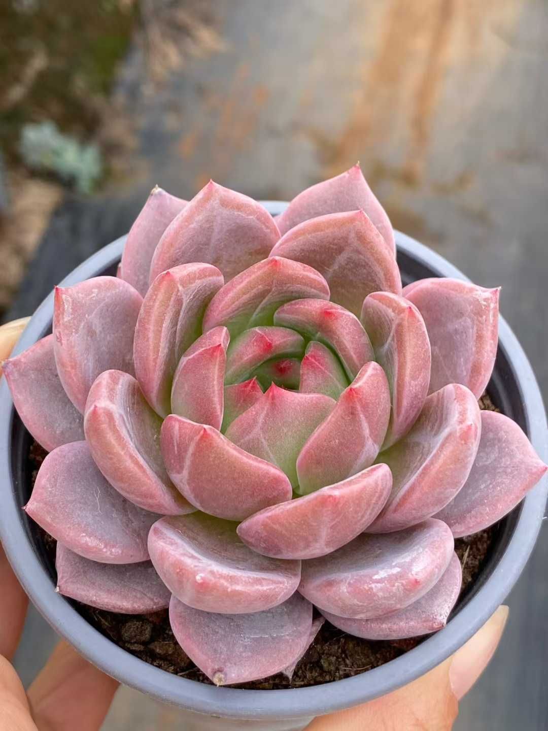 24株の抜き苗セット オレンジ 多肉植物 佐川急便発送 エケベリア 韓国苗 QS 1199