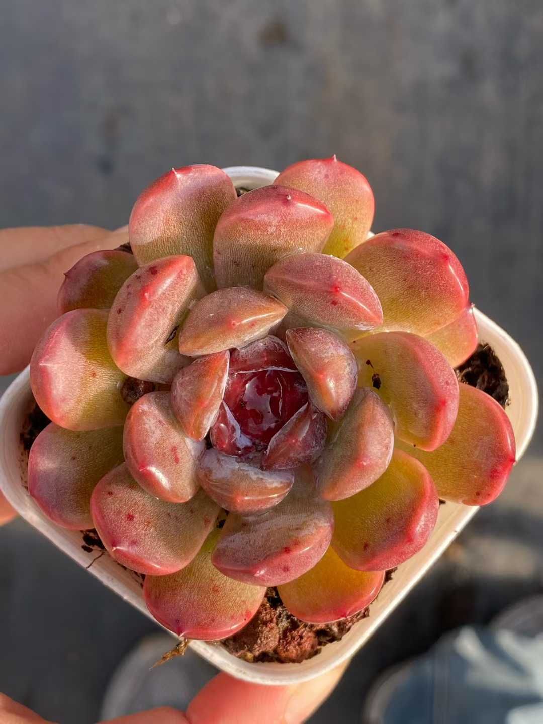 50株の抜き苗セット ピンク恋人 多肉植物 佐川急便発送 エケベリア 韓国苗 QS 1201