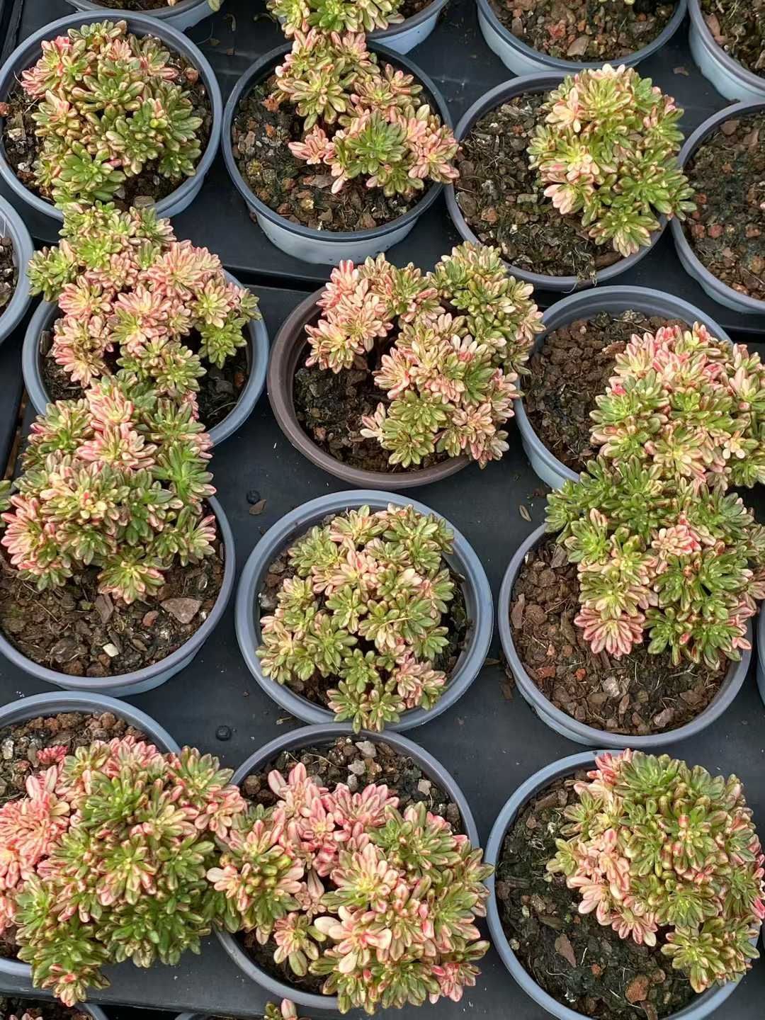 18株の抜き苗セット】小人祭り錦 多肉植物 佐川急便発送 エケベリア