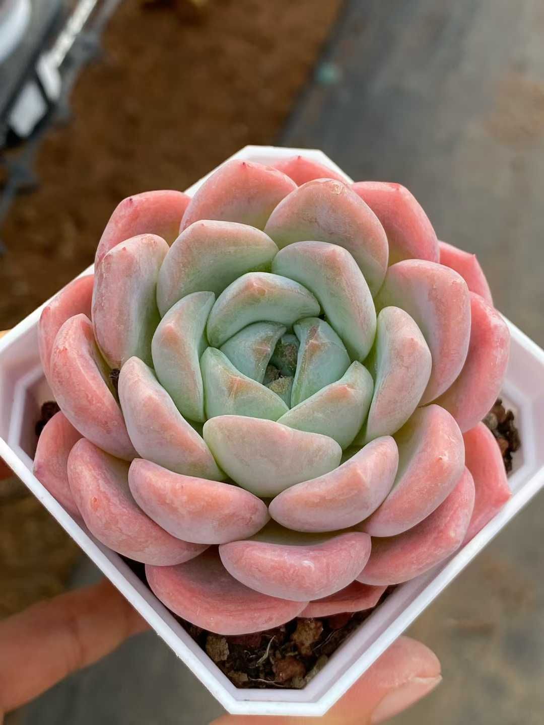 50株の抜き苗セット モンローキャンディーハート 多肉植物 佐川急便発送 エケベリア 韓国苗 QS 1204