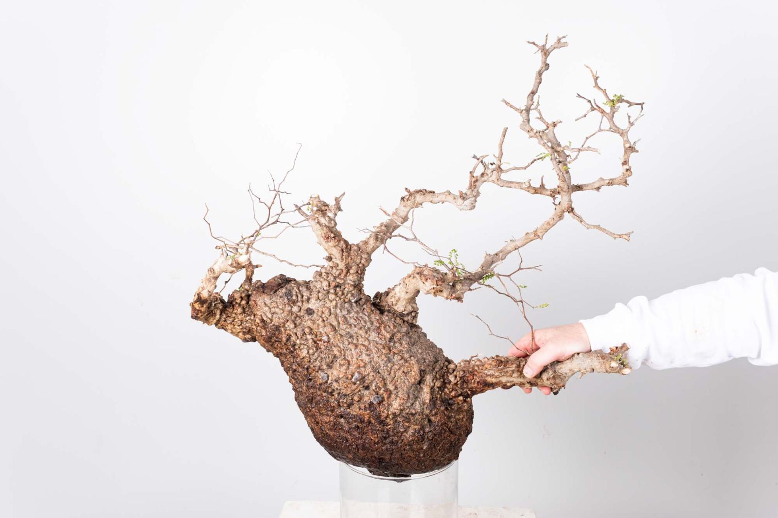 PR150 オペルクリカリア パキプス コーデックス ベアルート株 - メルカリ