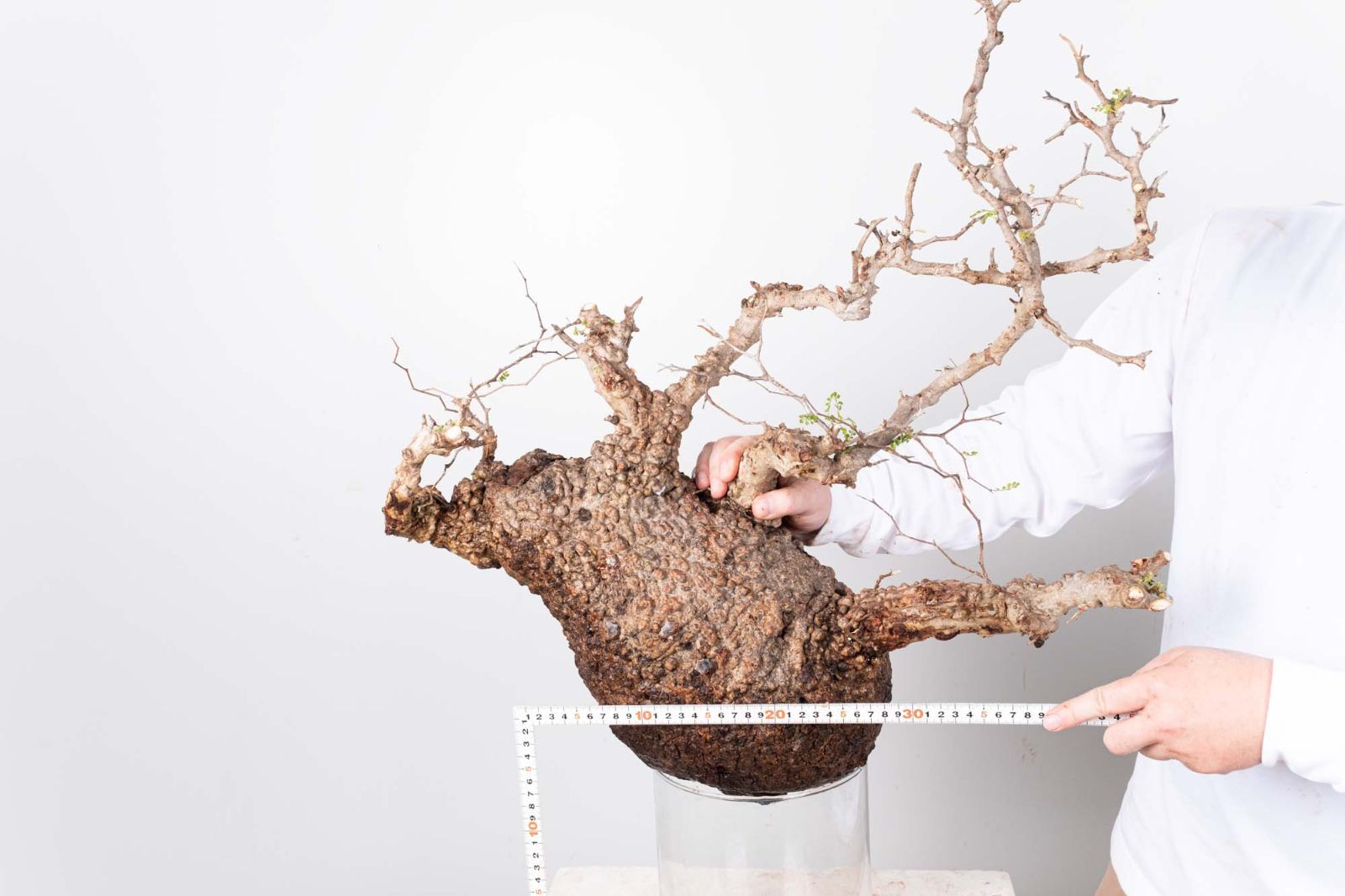 PR150 オペルクリカリア パキプス コーデックス ベアルート株 - メルカリ