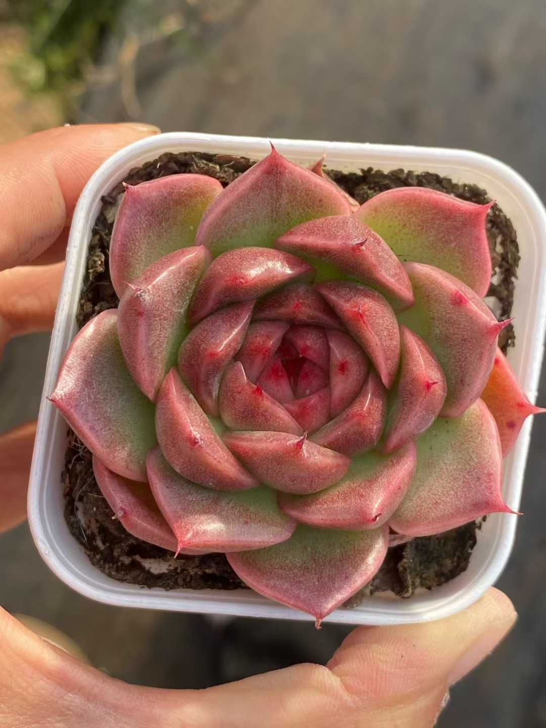 50株の抜き苗セット ジェニーグリーン 多肉植物 佐川急便発送 エケベリア 韓国苗 QS 1212