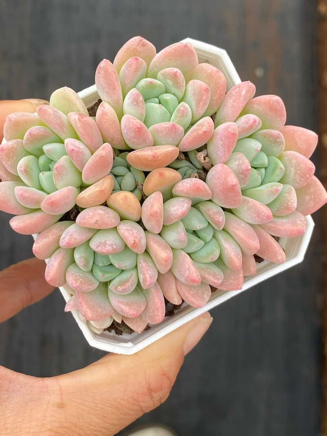 24株の抜き苗セット】ミルクオレンジ 多肉植物 佐川急便発送