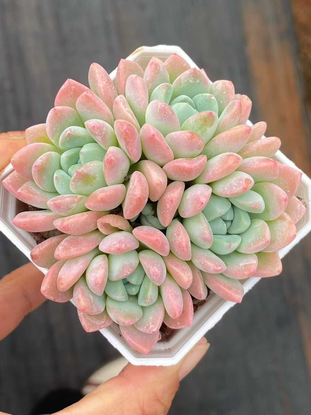 みかん☆様お取り置き！多肉ピンクモリー群生株・抜き苗 みかん☆様お取り置き！多肉ピンクモリー群生株・抜き苗 みかん☆様お