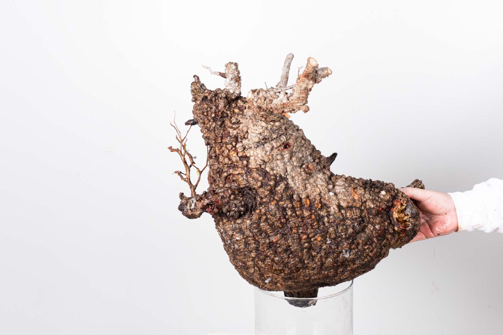 PR151 オペルクリカリア パキプス コーデックス ベアルート株 - メルカリ