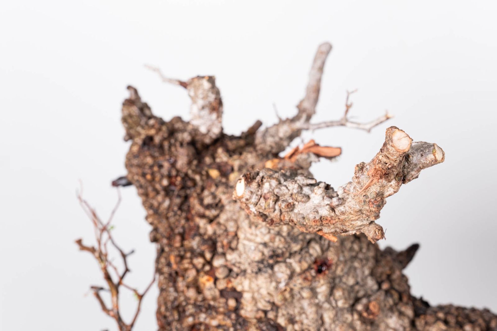 PR151 オペルクリカリア パキプス コーデックス ベアルート株 - メルカリ