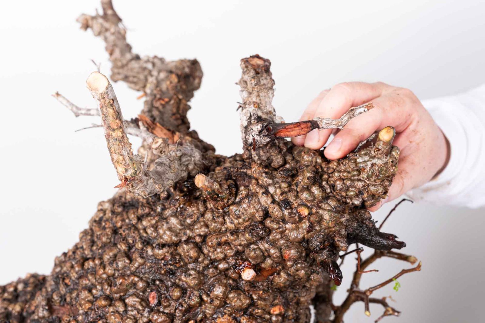 PR151 オペルクリカリア パキプス コーデックス ベアルート株 - メルカリ