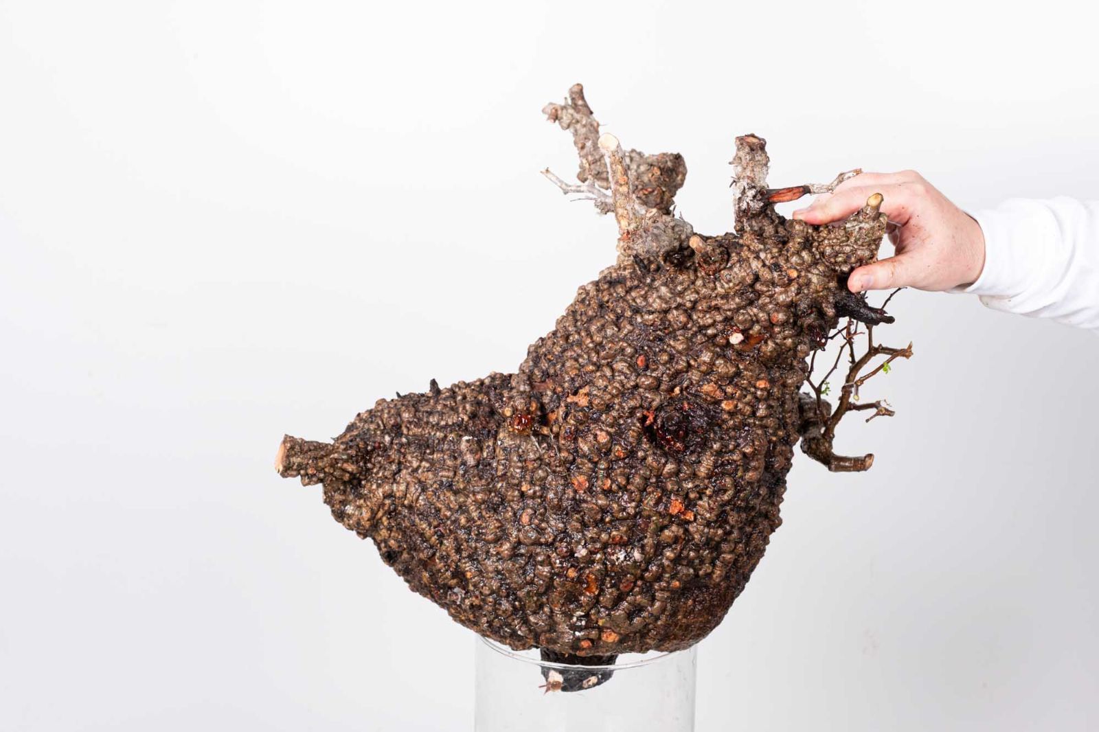 PR151 オペルクリカリア パキプス コーデックス ベアルート株 - メルカリ