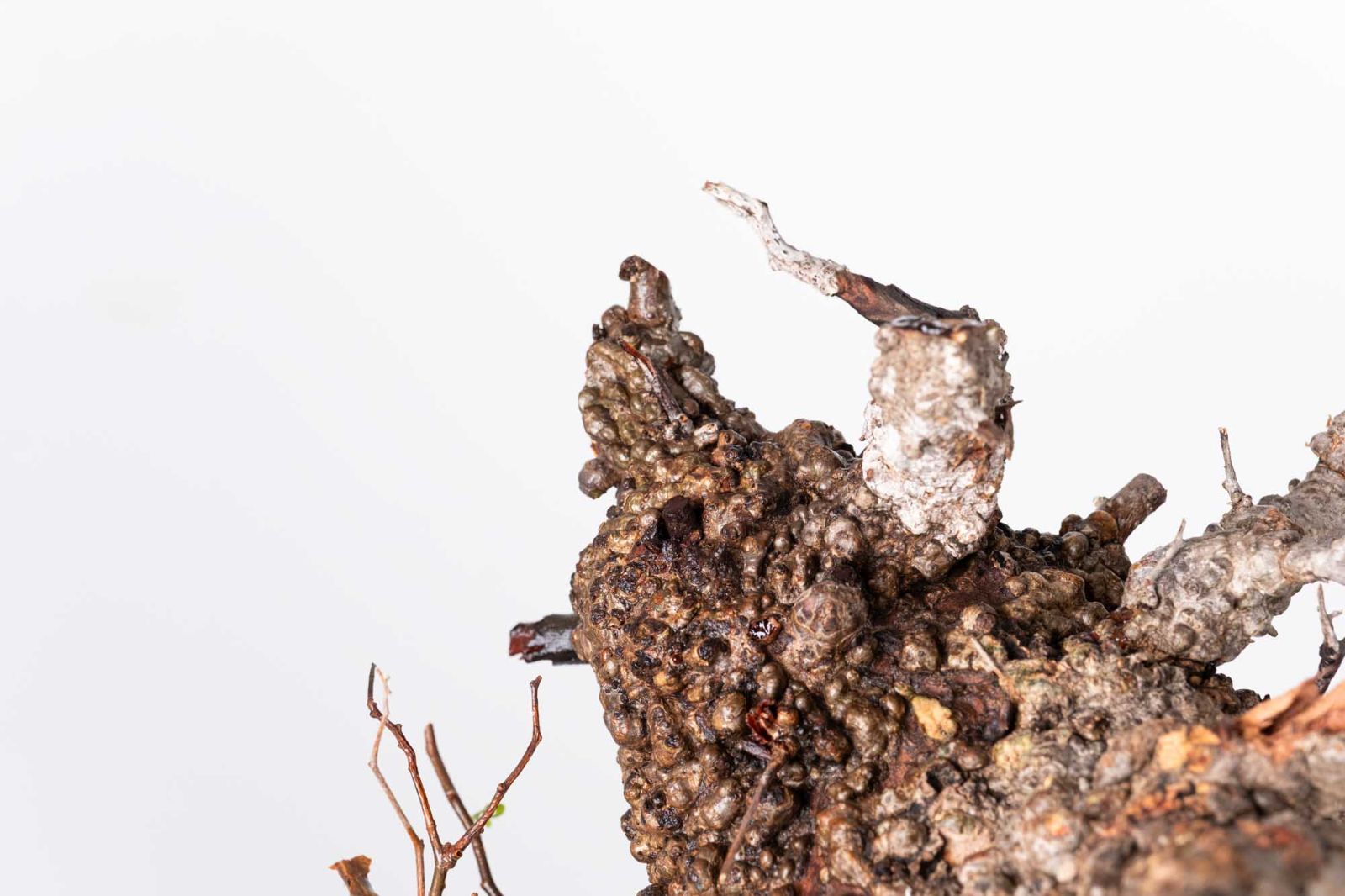 PR151 オペルクリカリア パキプス コーデックス ベアルート株 - メルカリ