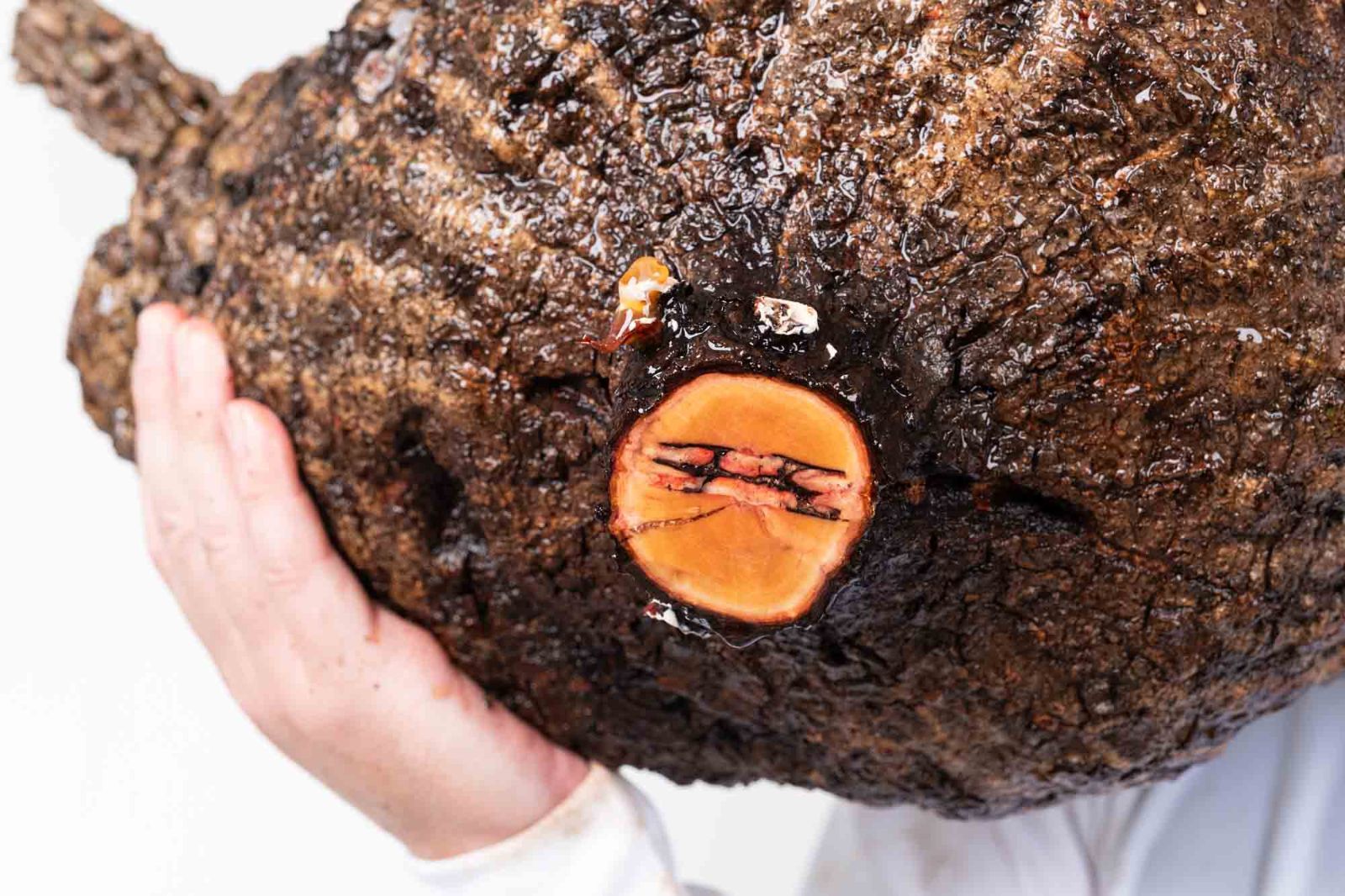 IP15 オペルクリカリア パキプス コーデックス ベアルート株 PR151 オペルクリカリア パキプス コーデックス ベアルート株 - メルカリ