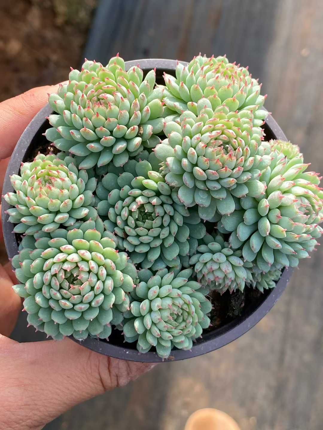 18株の抜き苗セット】ヴィンセント・カトー 多肉植物 佐川急便発送