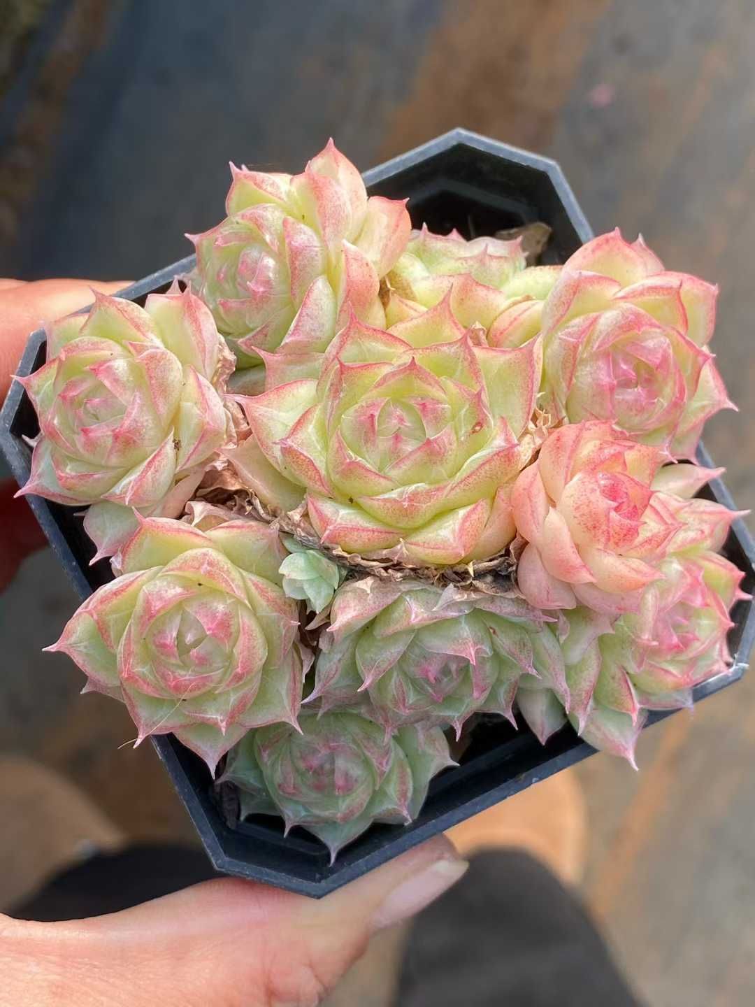 24株の抜き苗セット パンドラ 多肉植物 佐川急便発送 エケベリア 韓国苗 QS 1228