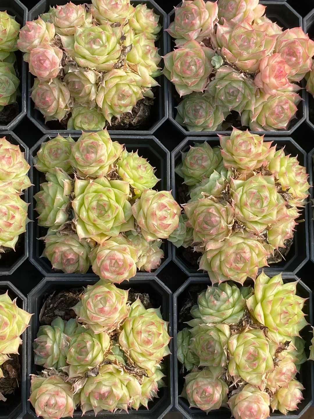 24株の抜き苗セット】パンドラ 多肉植物 佐川急便発送 エケベリア 韓国