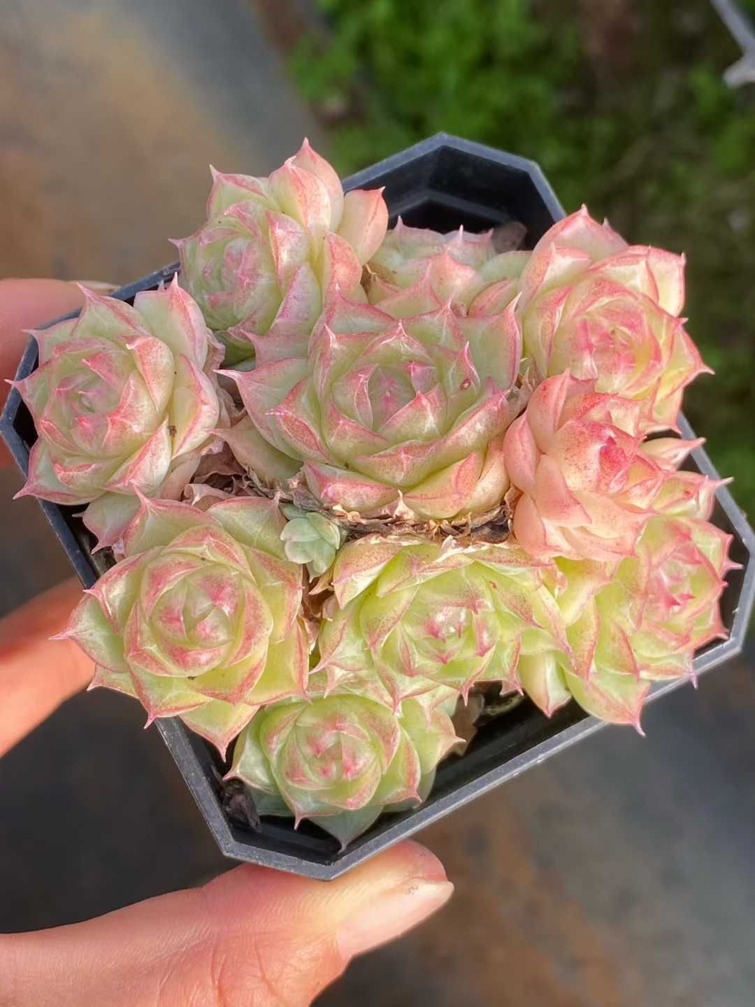 ホワイトファイア、スナグルセット抜き苗発送 24株の抜き苗セット】パンドラ 多肉植物 佐川急便発送 エケベリア 韓国