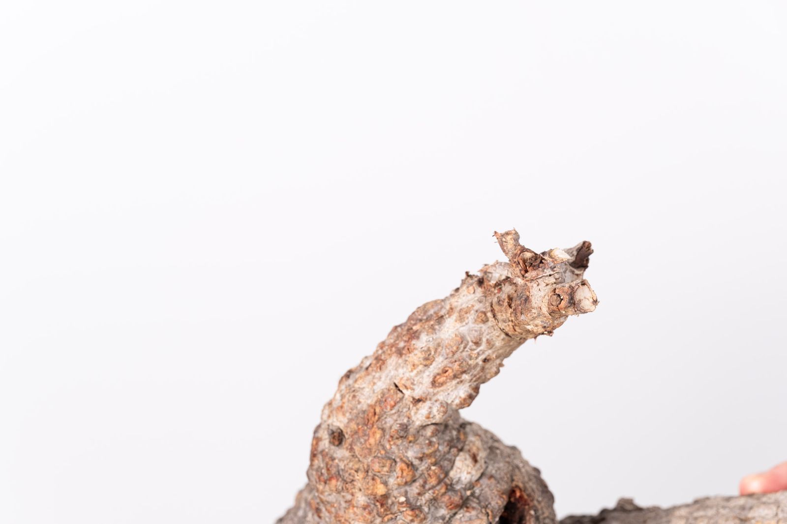 PR152 オペルクリカリア パキプス コーデックス ベアルート株 - メルカリ