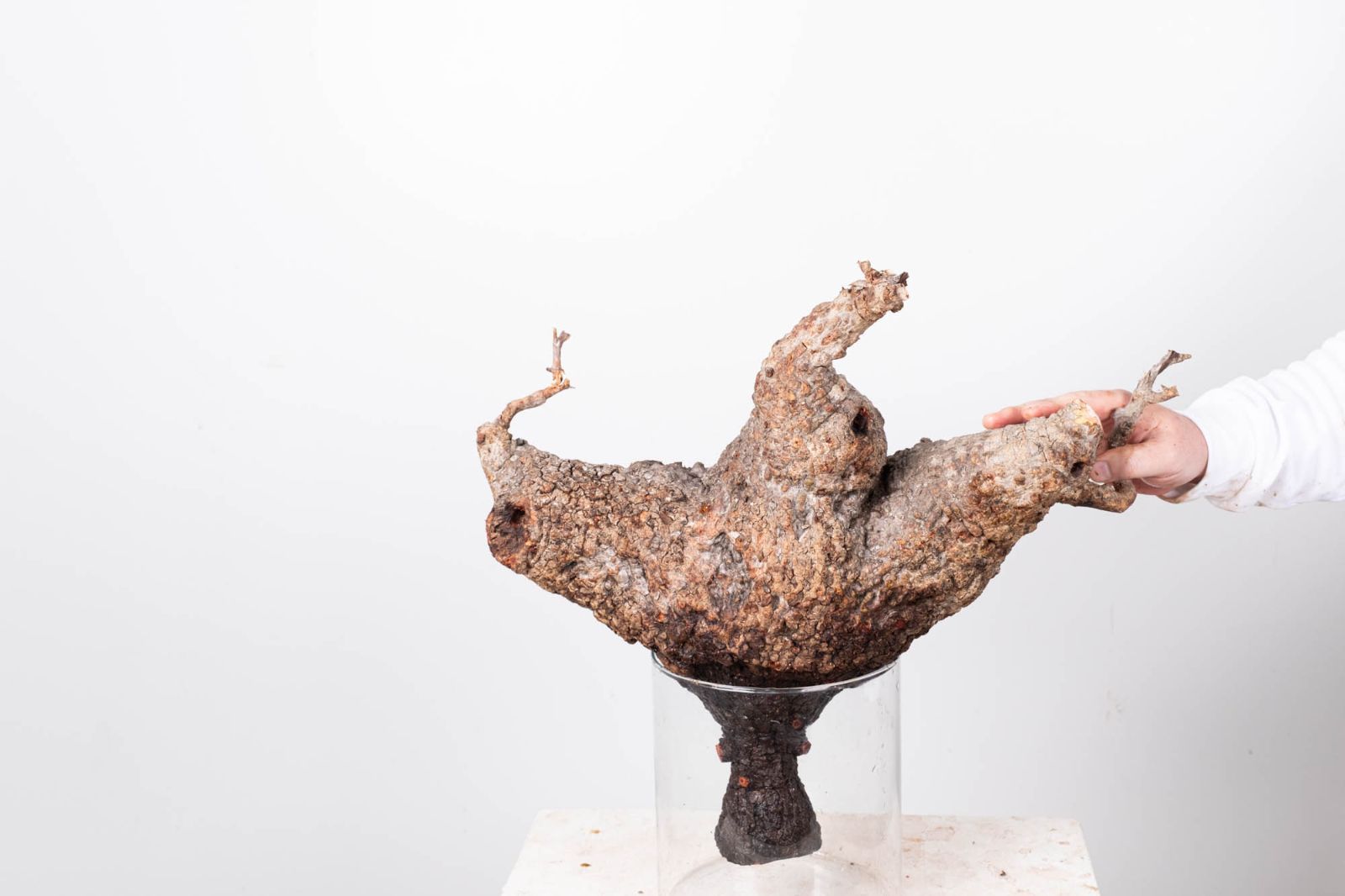 PR152 オペルクリカリア パキプス コーデックス ベアルート株 - メルカリ