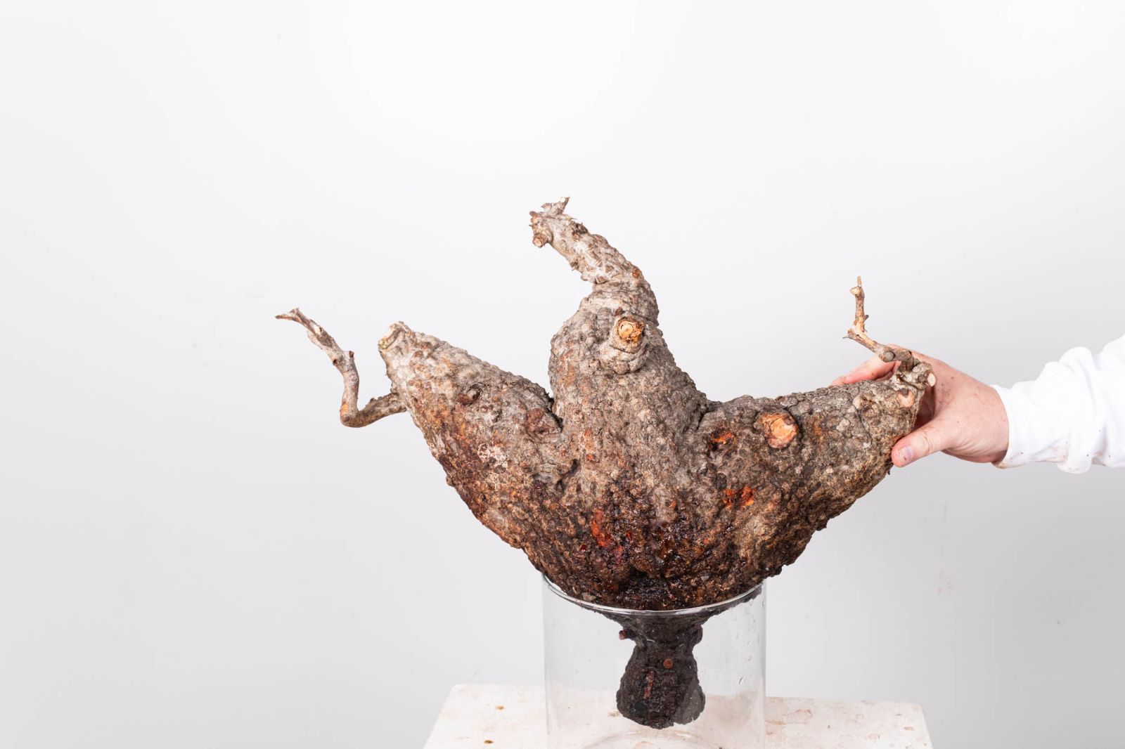 PR152 オペルクリカリア パキプス コーデックス ベアルート株 - メルカリ