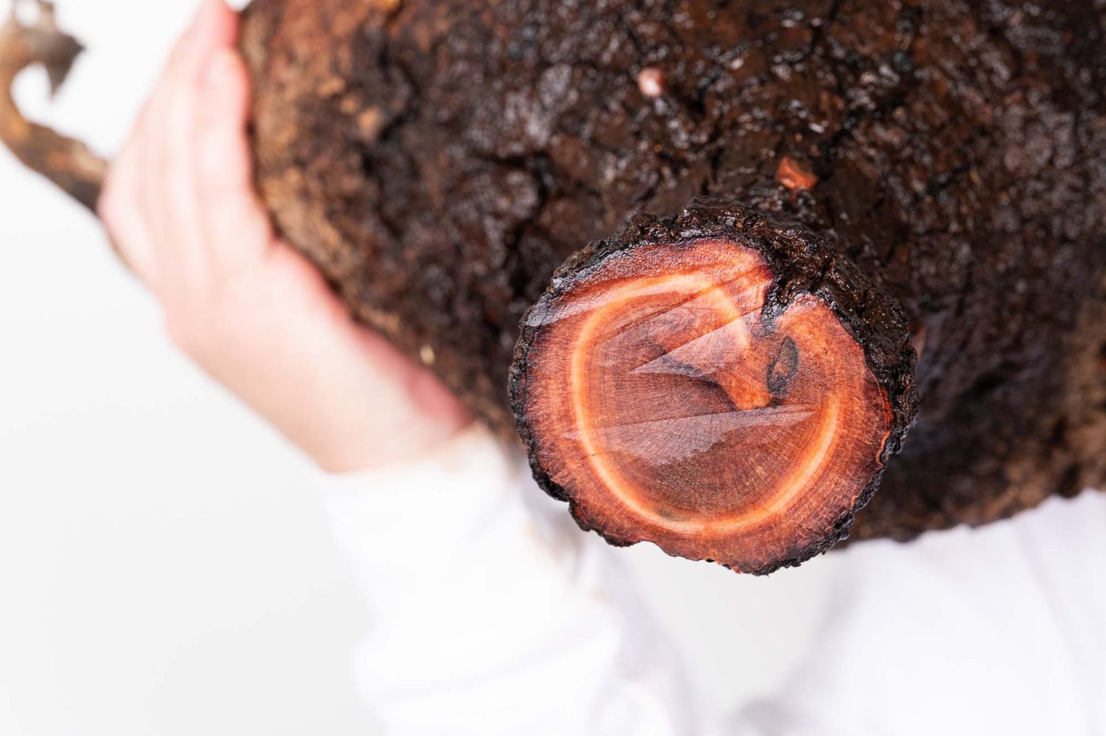 PR152 オペルクリカリア パキプス コーデックス ベアルート株 - メルカリ