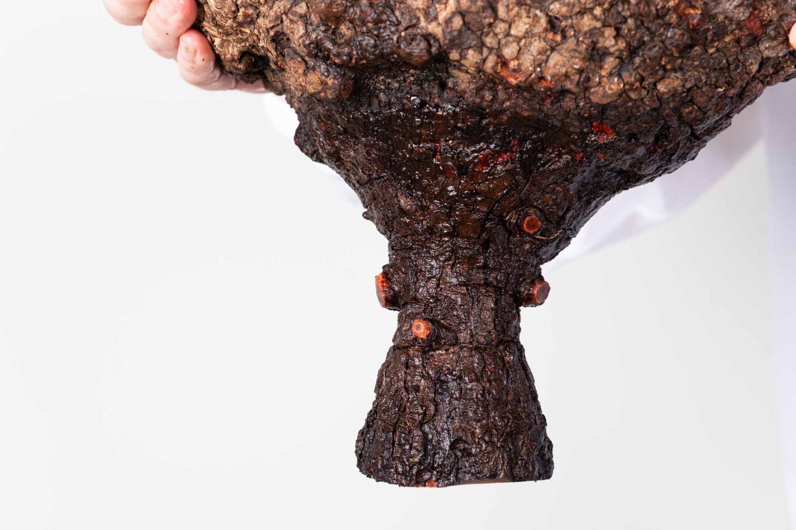 PR152 オペルクリカリア パキプス コーデックス ベアルート株 - メルカリ