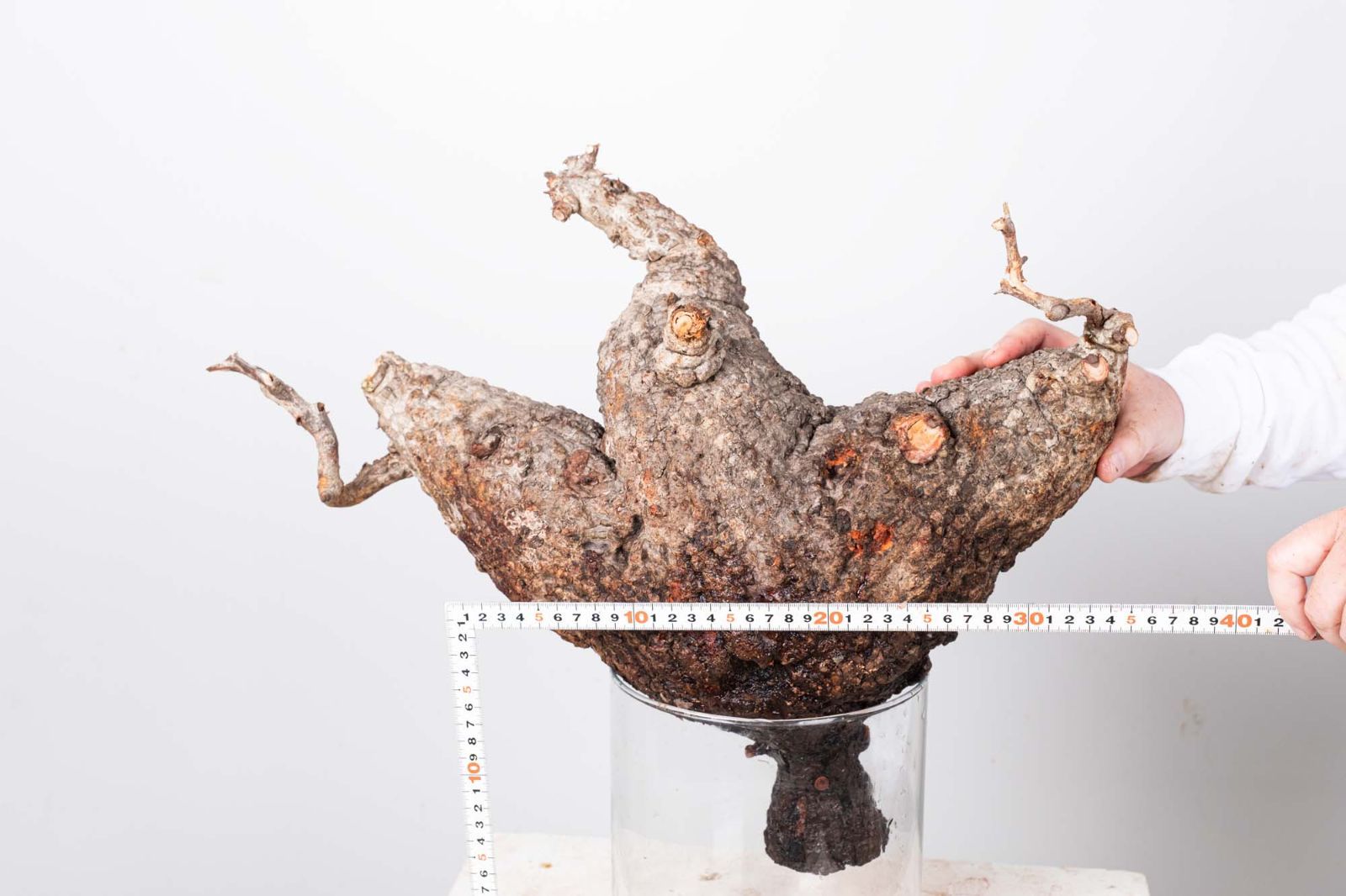 PR152 オペルクリカリア パキプス コーデックス ベアルート株 - メルカリ