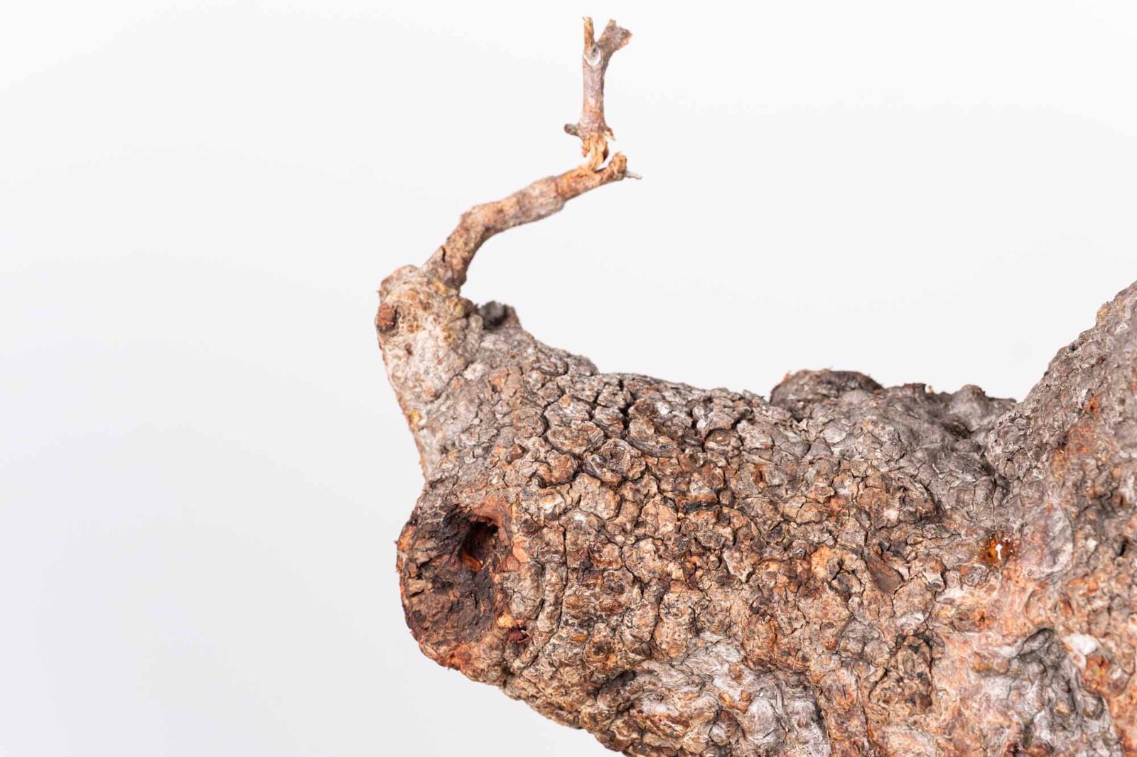 PR152 オペルクリカリア パキプス コーデックス ベアルート株 - メルカリ