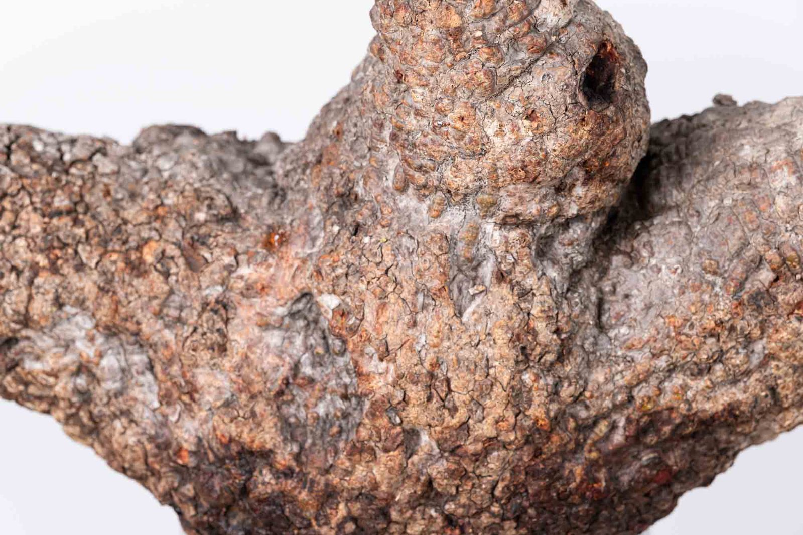 PR152 オペルクリカリア パキプス コーデックス ベアルート株 - メルカリ