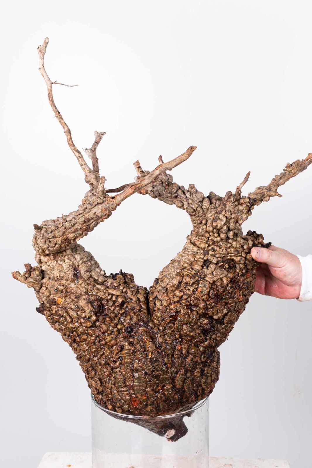 PR153 オペルクリカリア パキプス コーデックス ベアルート株 - メルカリ