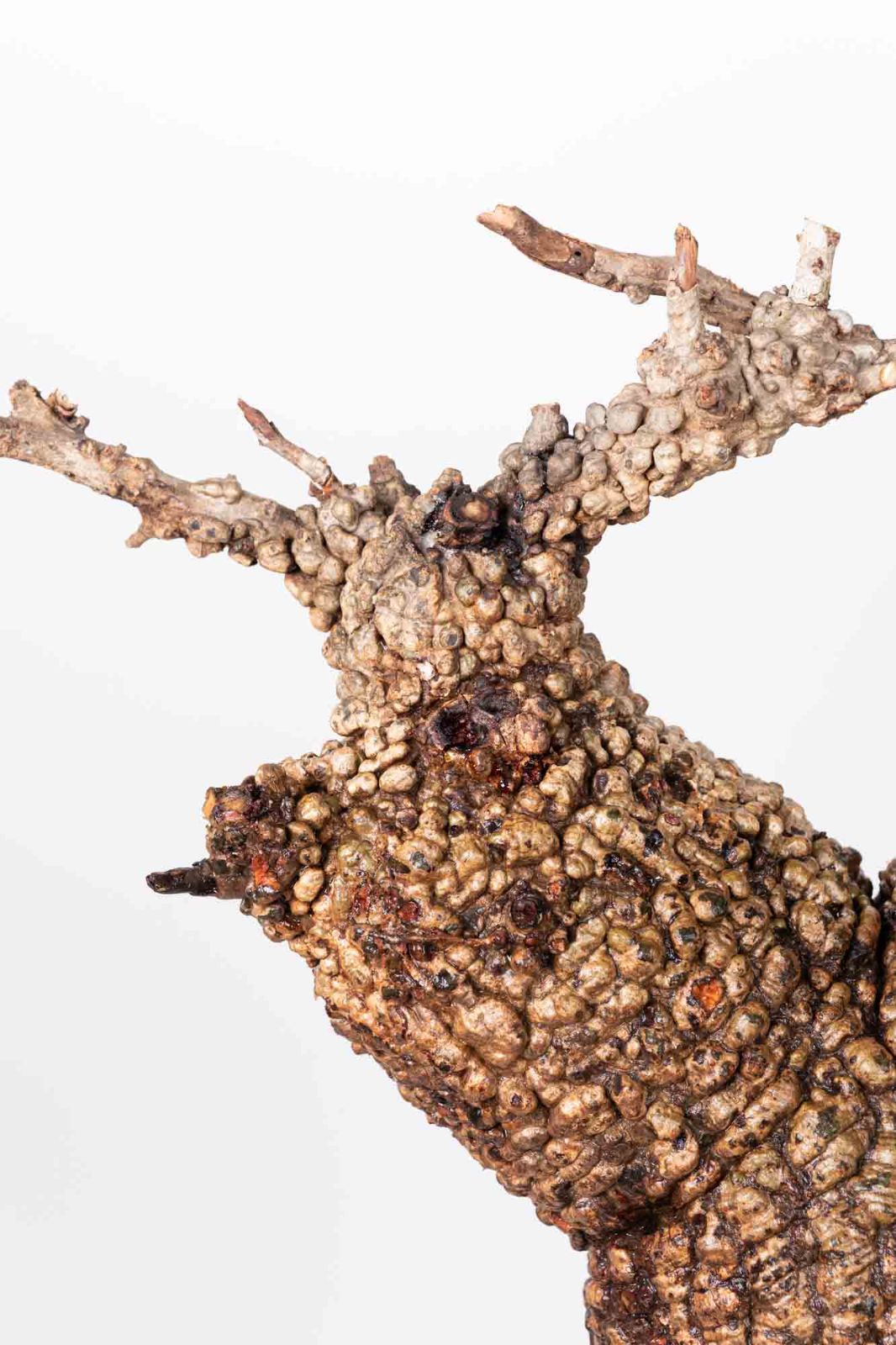 PR153 オペルクリカリア パキプス コーデックス ベアルート株 - メルカリ