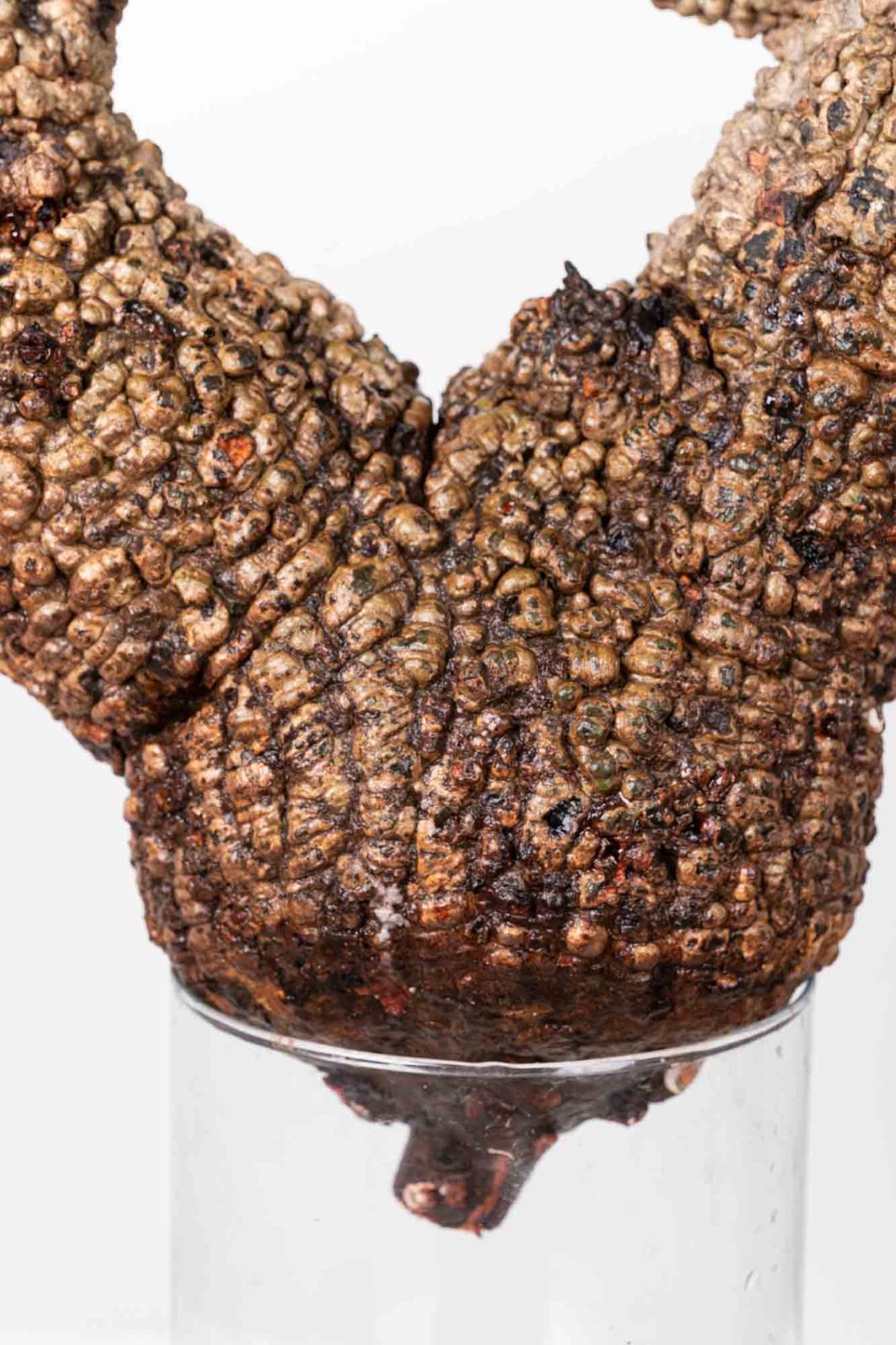 PR153 オペルクリカリア パキプス コーデックス ベアルート株 - メルカリ