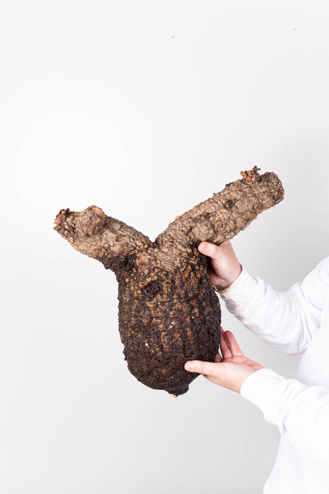 PR154 オペルクリカリア パキプス コーデックス ベアルート株 - メルカリ