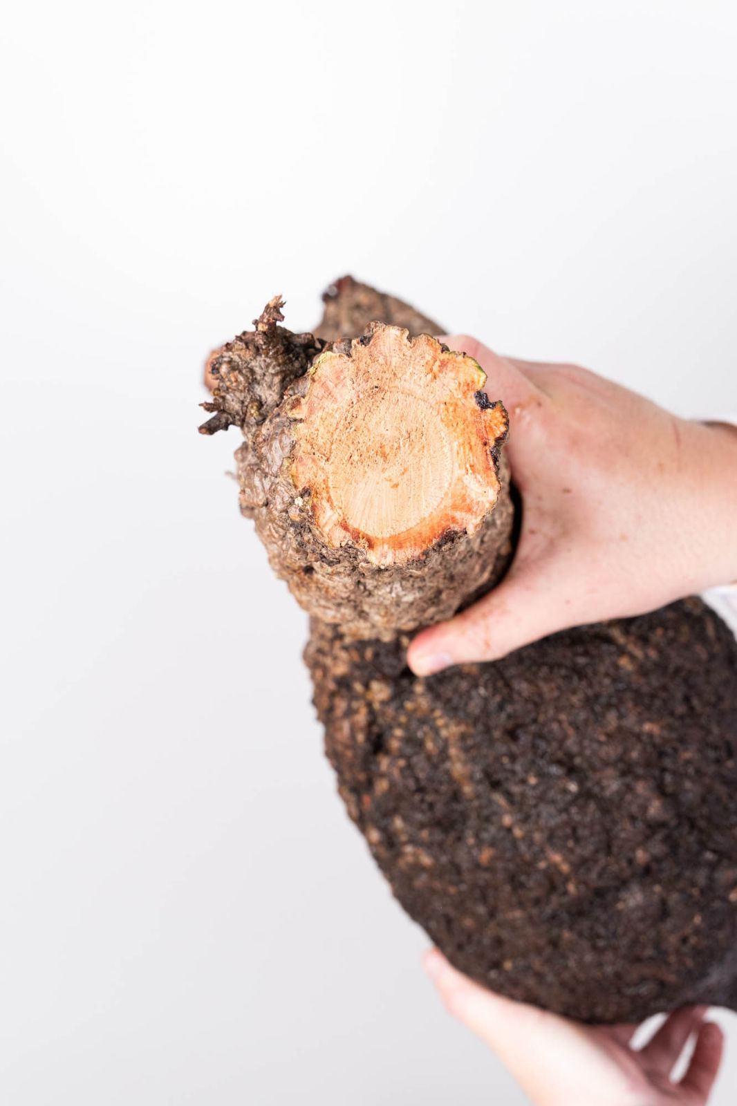 IP15 オペルクリカリア パキプス コーデックス ベアルート株 PR154 オペルクリカリア パキプス コーデックス ベアルート株 - メルカリ