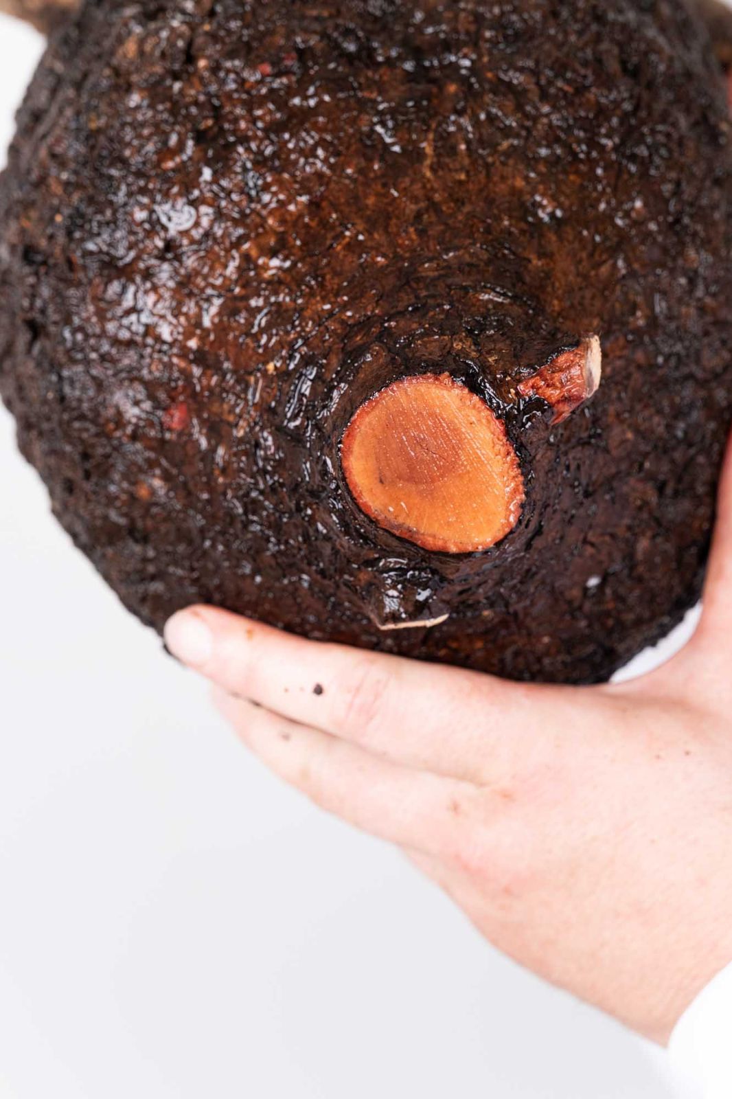 KP81 オペルクリカリア パキプス コーデックス ベアルート株 JP88