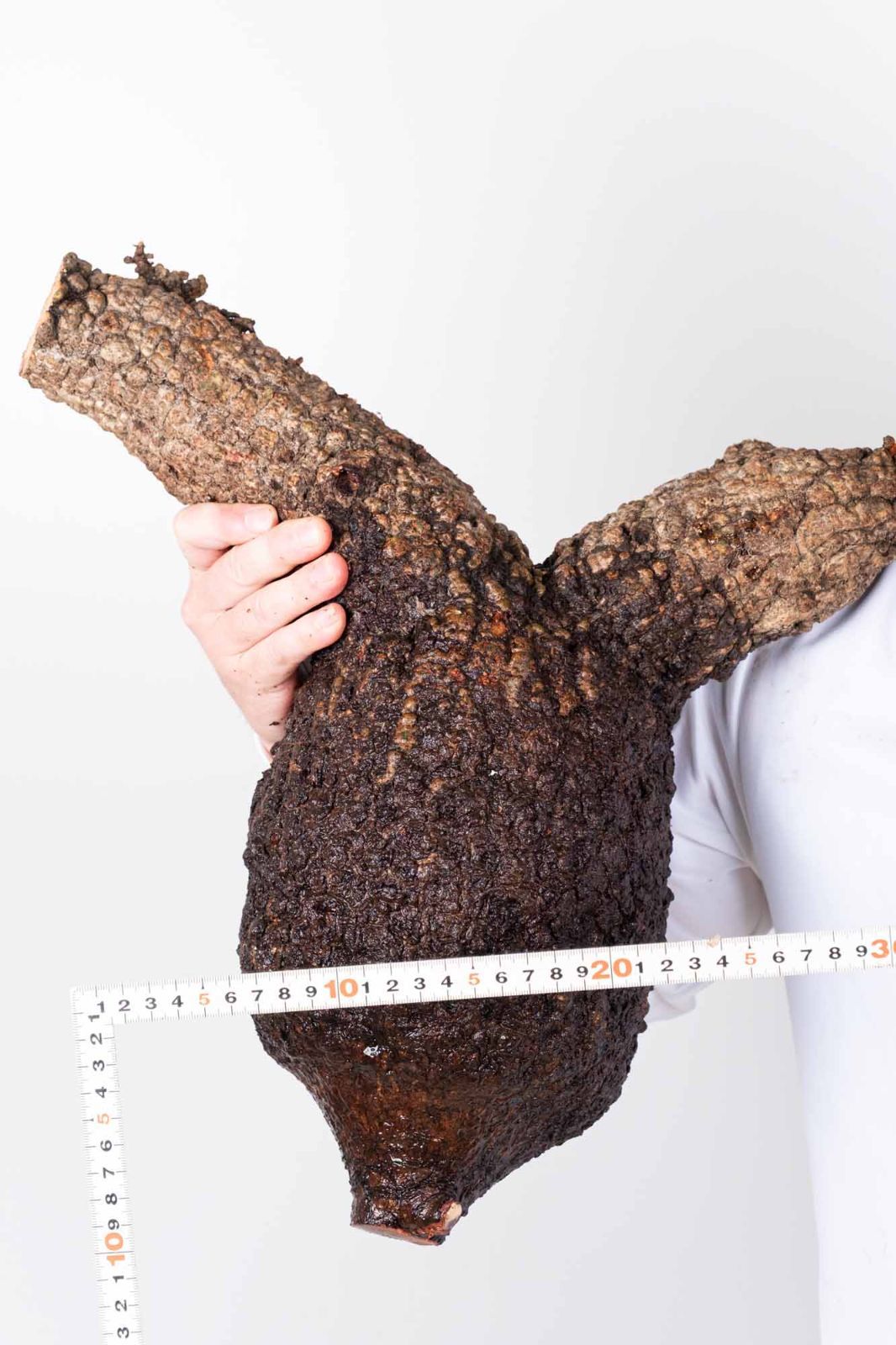 PR154 オペルクリカリア パキプス コーデックス ベアルート株 - メルカリ