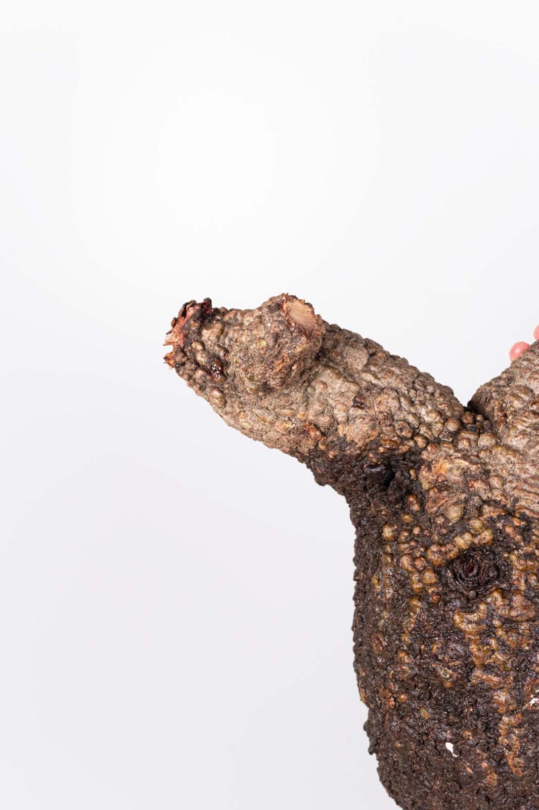 PR154 オペルクリカリア パキプス コーデックス ベアルート株 - メルカリ