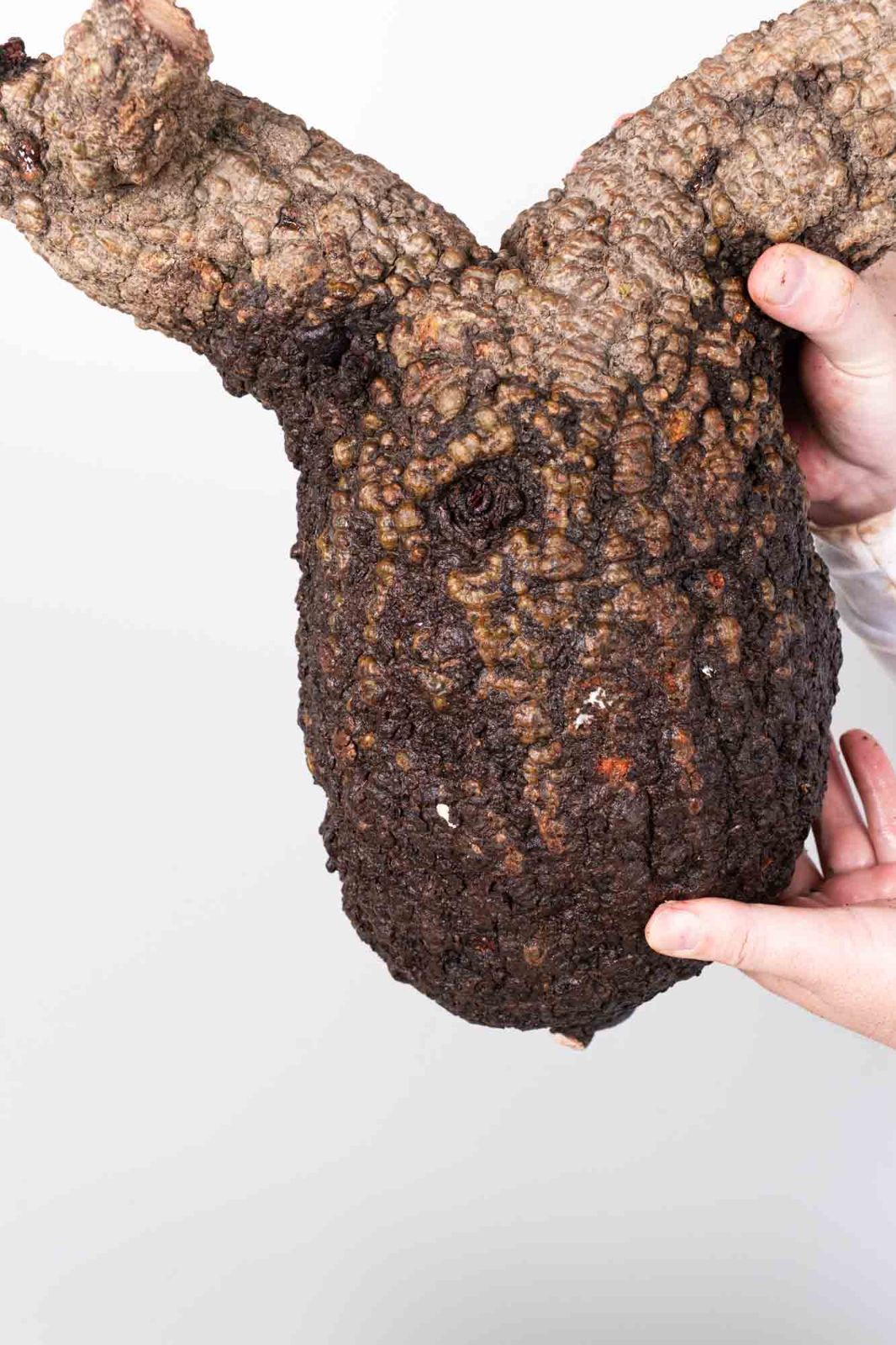 IP72 オペルクリカリア パキプス コーデックス ベアルート株 PR154 オペルクリカリア パキプス コーデックス ベアルート株 - メルカリ