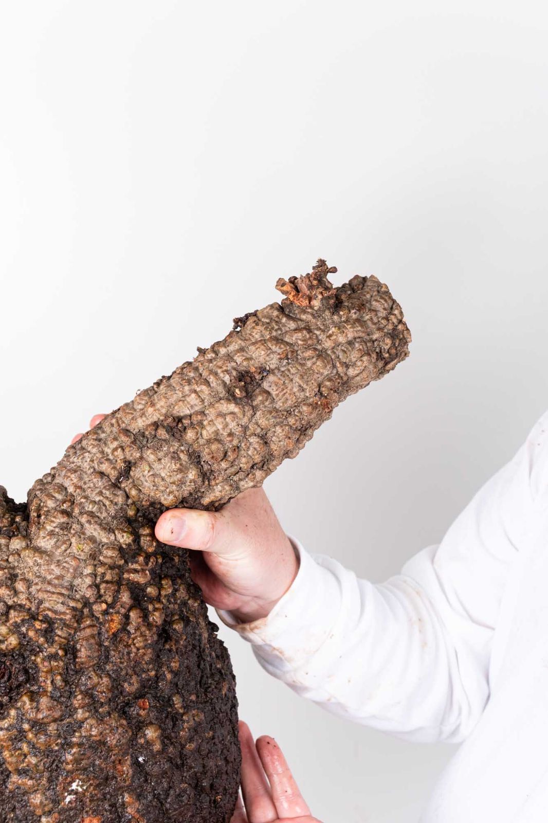 PR154 オペルクリカリア パキプス コーデックス ベアルート株 - メルカリ