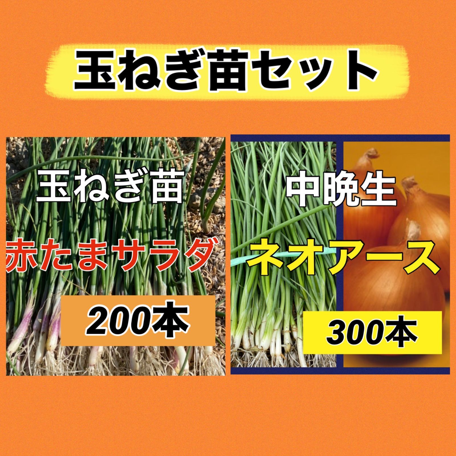 玉ねぎ苗セット‼️赤玉ねぎ200本➕ネオアース300本‼️玉ねぎ苗