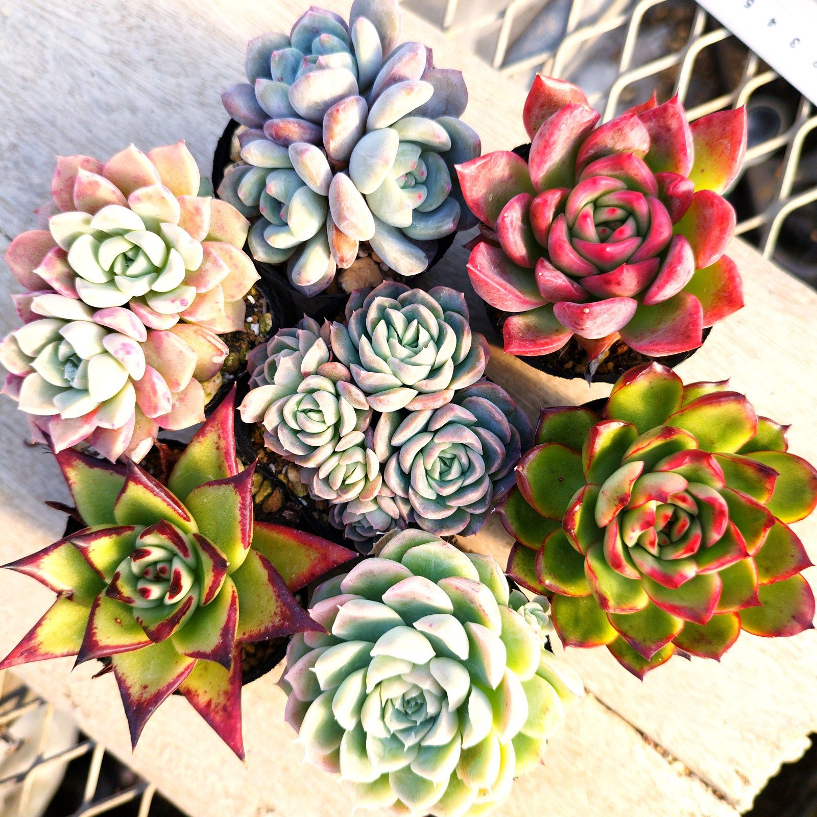 多肉植物 エケベリア 7種セット dz9 抜き苗 - メルカリ