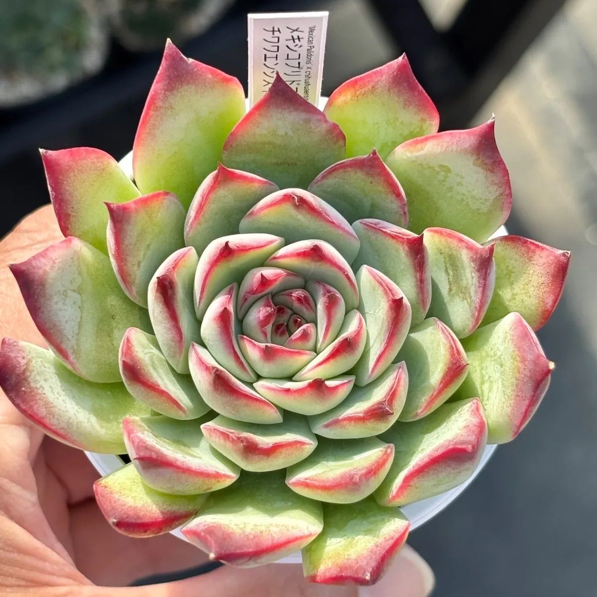 ☆人気レア品種！☆メキシコプリドニス×チワワエンシスイエコラ（優木