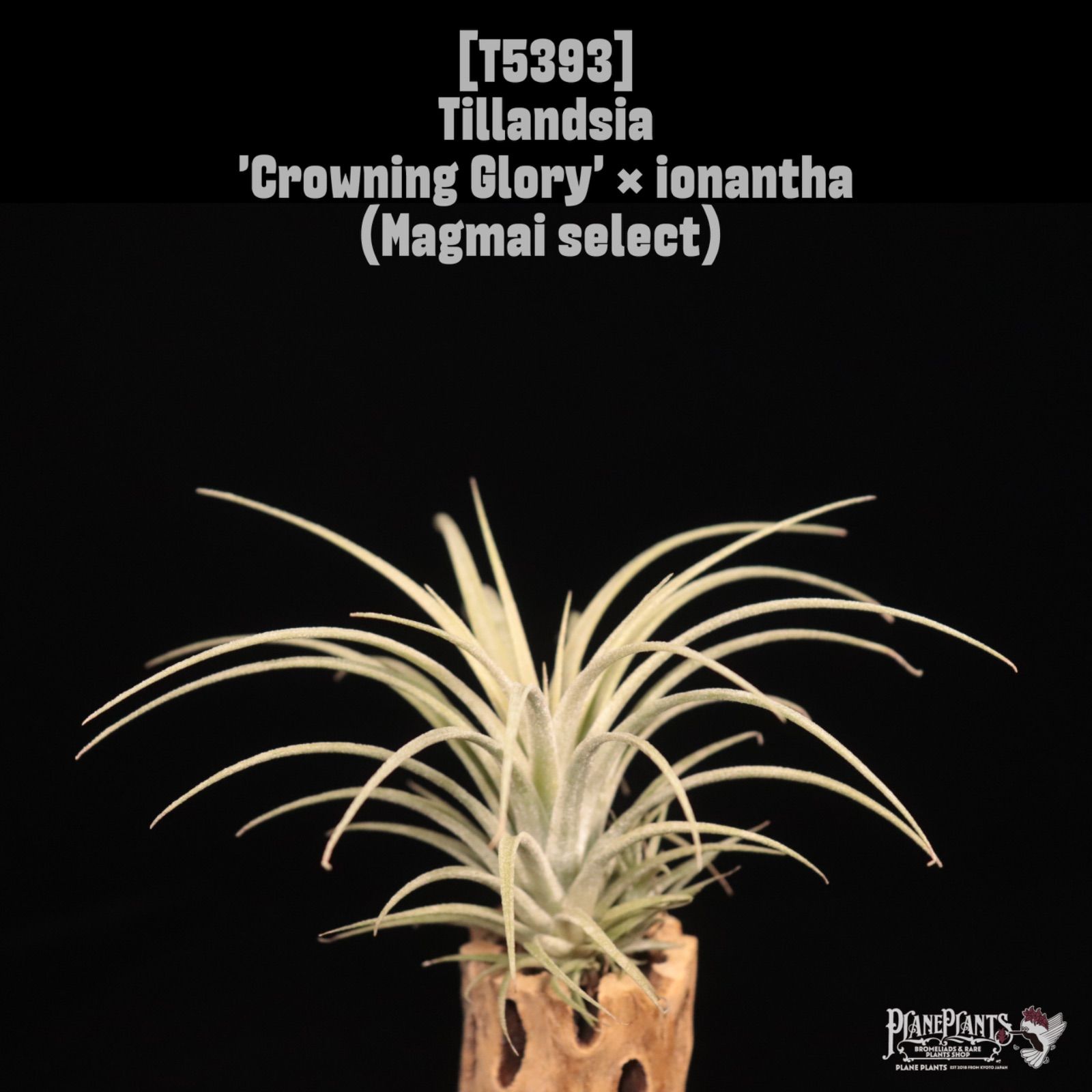 Crowning Glory × ionantha Magmai select 〔エアプランツ〕現品発送T 5393 plane plants
