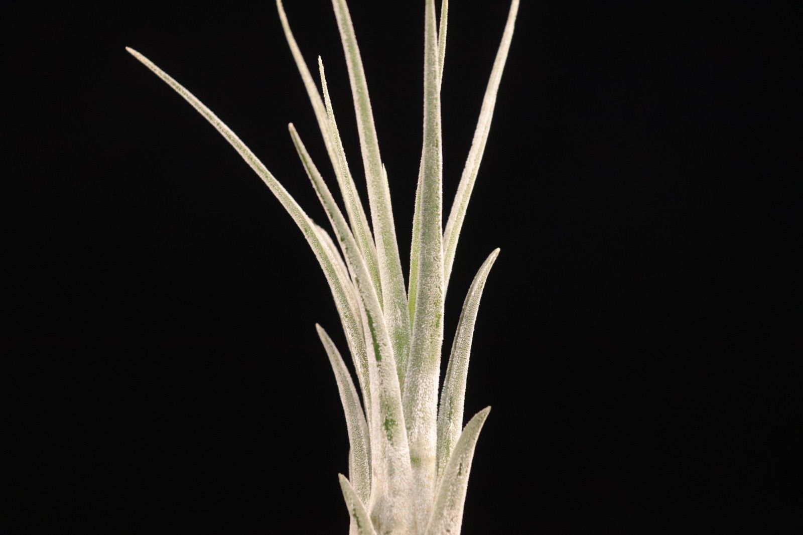 送料無料】ehlersiana × ionantha 'Apretado'〔エアプランツ〕現品発送