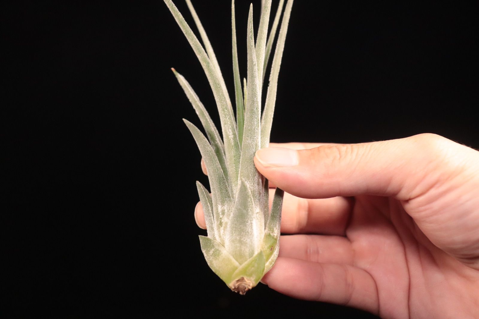 送料無料】ehlersiana × ionantha 'Apretado'〔エアプランツ〕現品発送