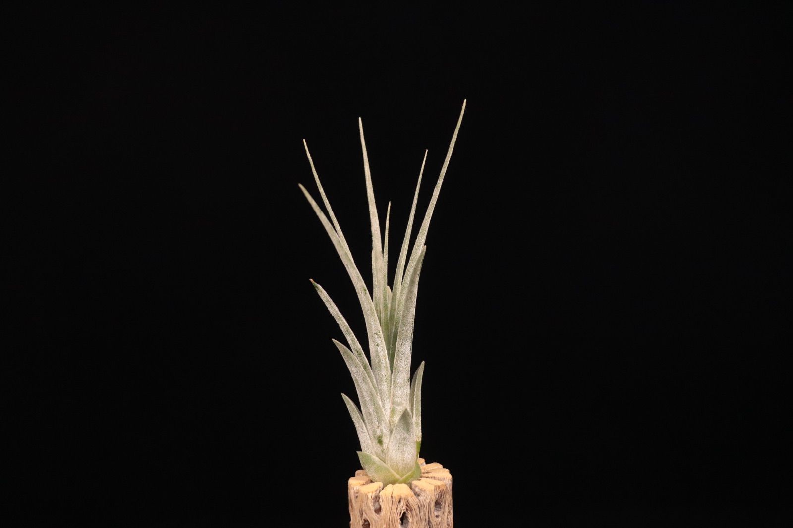 ブロメリア・エアープランツ Tillandsia ionantha'Apretado'(RFI) YCB