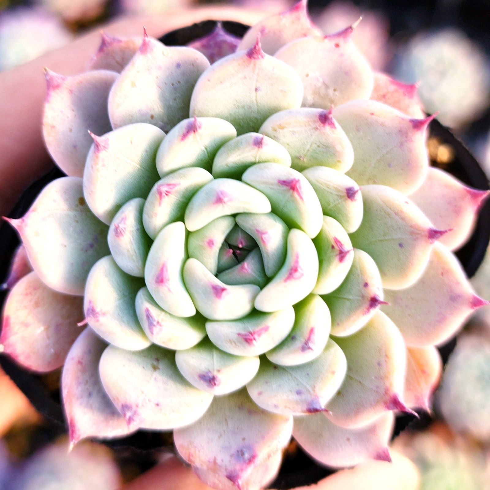 メルカリ便発送☆多肉植物 アロエ属 ラスタ 169 多肉植物寄せ植えセット - メルカリ